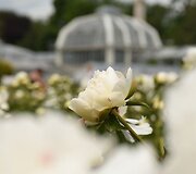 Kauno botanikos sodas kviečia pasigrožėti pražydusiais bijūnais