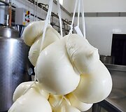 Skanioji &bdquo;burrata&ldquo;
