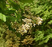 Katalpa
