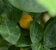 Mandarinas