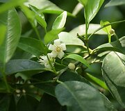 Mandarininis citrinmedis