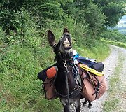 Vieno i&scaron; keliu ėjusių bendražygis &ndash; asilas