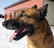 Vasario 16-ąją pavogtas ir tą pačią dieną surastas belgų aviganis Belgas