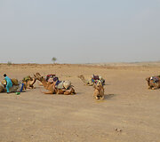 Keleivių laukiantys kupranugariai Jaisalmeryje, Indija