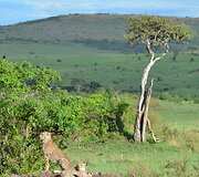 Kenija. Leopardai
