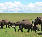 Kenija. Maasai Mara nacionalinis parkas. Drambliai