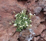 Etna