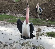 Etiopija 