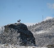 Kalnų ožys kažkur Armėnijos kalnuose