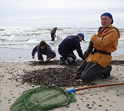 Gidas Igoris Osnačas kartais gintarų gaudymui paskiria ir visą dieną.