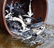 Į upes i&scaron;leisti 45 tūkst. a&scaron;trasnapių er&scaron;ketų jauniklių 