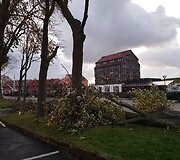 Stiprus vėjas Klaipėdoje laužė medžius.