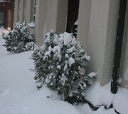 Klaipėdoje savaitgalį gerokai prisnigo ir pripustė