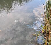 Kretingos rajone pastebėti i&scaron;tekėję ter&scaron;alai Padvarių tvenkinyje, tar&scaron;a teka Akmena 