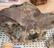 Archeologai pristatė radinius, aptiktus &scaron;v. Jono bažnyčios Klaipėdos senamiestyje, vietoje.