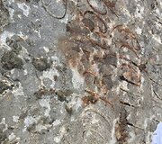 Archeologai pristatė radinius, aptiktus &scaron;v. Jono bažnyčios Klaipėdos senamiestyje, vietoje.