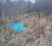 Vanduo Kretingoje dėl tar&scaron;os nusidažė mėlynai