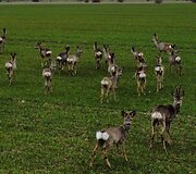 Stirnų kaimenė gretai Klaipėdos pramoninės zonos