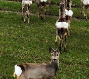 Stirnų banda Klaipėdos rajone