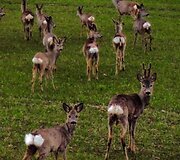 Stirnų banda Klaipėdos rajone