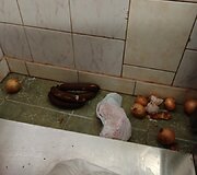 Klaipėdos vaikų darželyje &ndash; lop&scaron;elyje &bdquo;Obelėlė&ldquo; aptikta gausiai pažeidimų