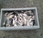 Pilkųjų ruonių puotos likučiai rasti žvejų tinkluose.