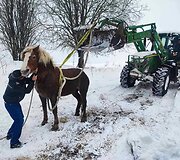 Į eketę įsmuko arklys