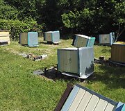 Vandalai Mickų kaime i&scaron;vartė devynis avilius