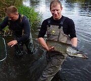 Entuziastingi žvejai savanori&scaron;kai i&scaron; Laukžemių tvenkinio pergabeno &scaron;imtus žuvų į Trinyčių tvenkinį.