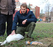 Po Žardės tvenkinį Klaipėdoje plaukiojusi gulbė buvo prarijusi valo galą, kitas galas apsivijo apie posnapį ir prispaudė liežuvį.