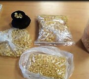 Nidos kelio poste sulaikytas apdorotas gintarą
