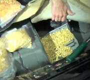 Nidos kelio poste sulaikytas apdorotas gintarą