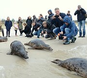 Į laisvę paleisti ruoniukai.