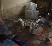 Moters bute pareigūnai aptiko ne tik neprižiūrėtus &scaron;unis, bet ir kalną &scaron;iuk&scaron;lių.