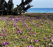 Juodkrantėje pražydo krokų jūra.