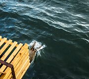 Į audringą jūrą pirmadienį paleisti ruoniukai.