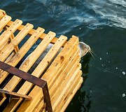 Į audringą jūrą pirmadienį paleisti ruoniukai.