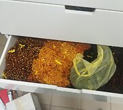 FNTT vykdo ikiteisminį tyrimą dėl įtariamos nelegalios prekybos gintaru ir jo produktais.