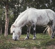 Žirgynui &bdquo;Kariūnas&ldquo; po gaisro reikia pagalbos - tiek finansinės, tiek rankų, galinčių padėti gaisravietėje,