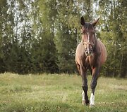 Žirgynui &bdquo;Kariūnas&ldquo; po gaisro reikia pagalbos - tiek finansinės, tiek rankų, galinčių padėti gaisravietėje,