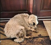 Su&scaron;alusiam &scaron;uneliui prieglaudos darbuotojai davė Namuko vardą. 