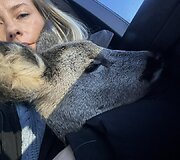 Tel&scaron;ių rajone rasta su&scaron;alusi stirnos jauniklė.