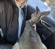 Tel&scaron;ių rajone rasta su&scaron;alusi stirnos jauniklė.