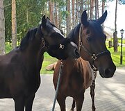 Dovilė Juočiūnaitė meilę žirgams jautė nuo vaikystės, o pameistrystė praplėtė žinias. &Scaron;iandien ji dirba žirgyne. 