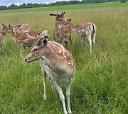 &bdquo;Tuk Tuk &Scaron;irdelė&ldquo; moteris vienija vaikų netektys, sunkios atžalų ligos. Savo patirtimis jos dalijasi fondo rengiamose stovyklose.