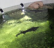 I&scaron; pagrindų atnaujintas Lietuvos jūrų muziejaus akvariumas kviečia naujai pažinti povandeninį pasaulį.