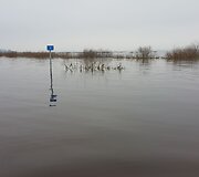 Lenkijoje automobilį i&scaron;sinuomojusios prancūzės kelionę baigė Rusnės potvynio vandenyse.