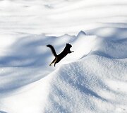 Sniegas ir toliau paralyžiuoja Niujorką