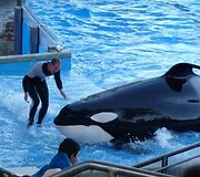 Vandens pramogų parkas &bdquo;SeaWorld&ldquo;