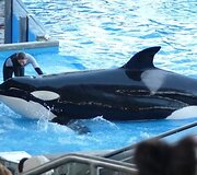 Vandens pramogų parkas &bdquo;SeaWorld&ldquo;